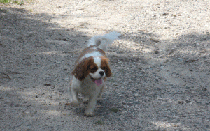 harry cavalier king charles